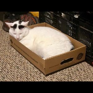 Meet your Posher, Sharon